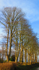 Obraz premium Row of decideous trees in early winter sunshine