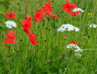 field with poppy flowers