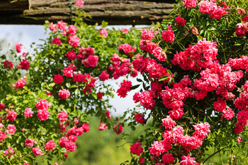 Fototapeta na wymiar pink roses in the summer garden