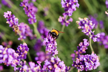 lavender flowers closeup