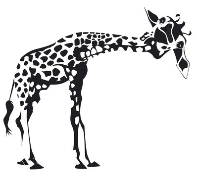 girafe penchée en noir et blanc
