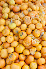 container of rotten oranges