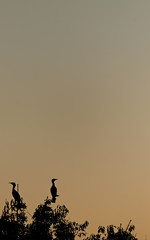 silhouette of two herons perched on a tree at sunset