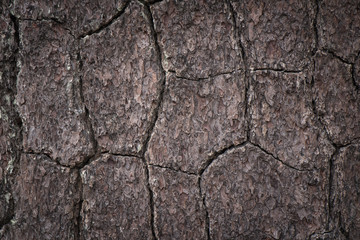 Closeup detail of Bark for background and texture