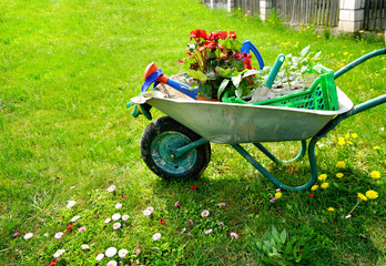 Concept background for gardening. Begonia flowers, a garden watering can, gloves, small shovel, sprouts in a garden wheelbarrow on a green lawn with daisies in the sunlight. Free space for text.
