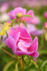 Pink peony flower, close-up