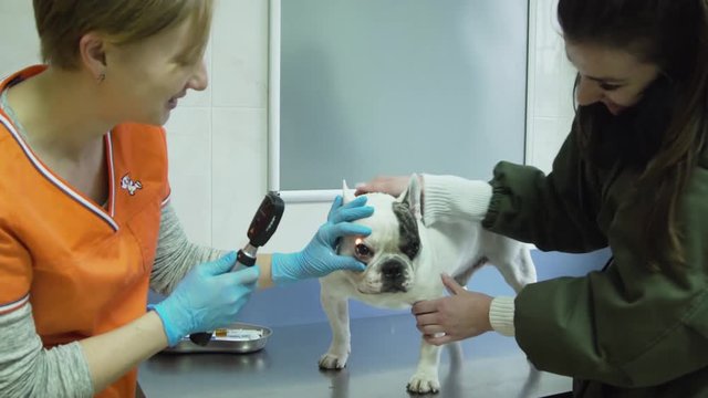 Veterinarian checks the eyes of a dog, biomicroscopy. Veterinarian ophthalmologist doing medical procedure, examining the eyes of a dog in a veterinary clinic. Healthy dog under medical exam.