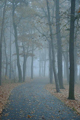 Jesienna alejka do spacerów w gęstej mgle.