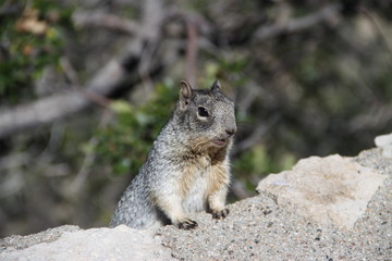 Naklejka na ściany i meble Squirrel in the Grand Canyon NP - Arizona - USA