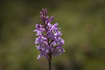 Obraz premium Nahaufname wilde Orchidee