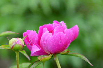 Pink peony flower, close-up