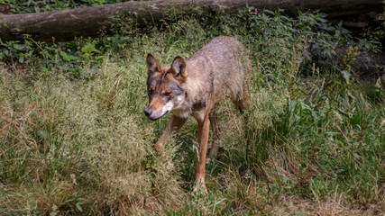 Wolf forrest Germany