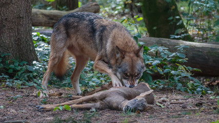 Wolf forrest Germany