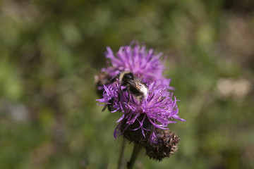 Nahaufnahme Flockenblume mit Insekt