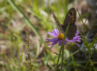 Nahaufnahme Schmetterling