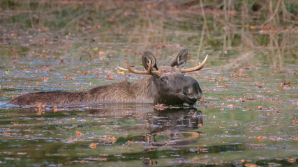 Moose Autumn Netherlands