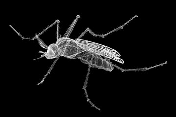 mosquito in wire carcass