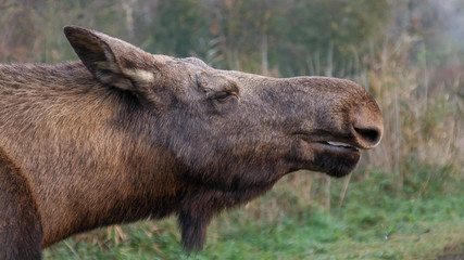 Fototapeta premium Moose Autumn Netherlands