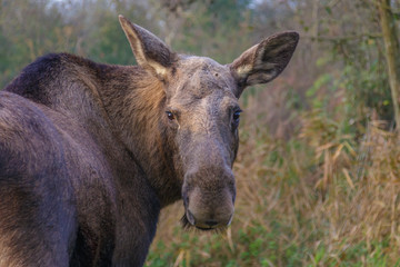 Moose Autumn Netherlands