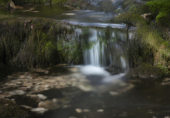 Fototapeta premium Quelle im Wald