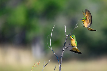 Couple of Little Bee-eater Merops pusillus perching on branch in cold morning