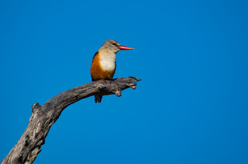 Fototapeta premium Gray-headed Kingfisher