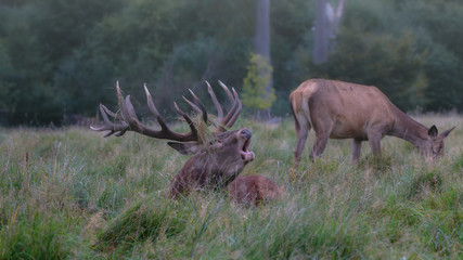 Red Deer