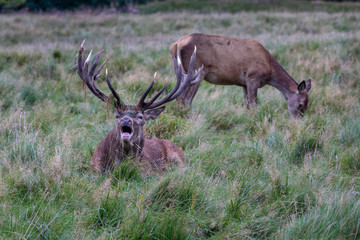 Red Deer