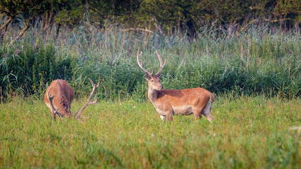 Red Deer