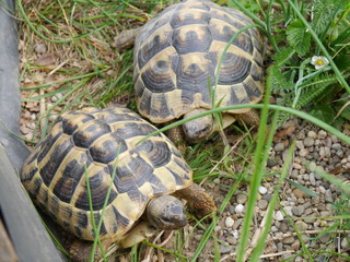 Zwei Schildkröten