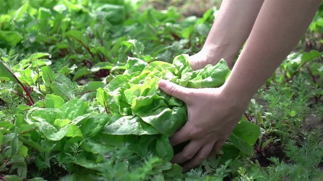  High quality video of picking lettuce in real 1080p slow motion 250fps