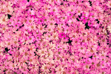 Fototapeta premium Flowers pink blooming ,background