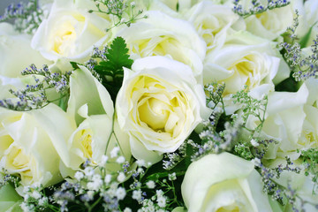 White roses background ,Beautiful flower background