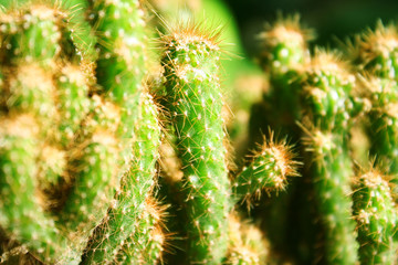 Green cactus on background