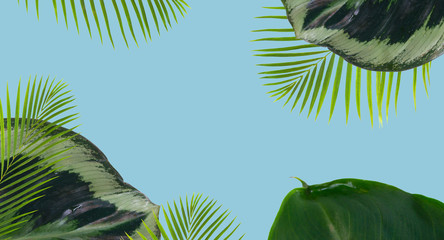 palm leaf and green exotic tropical leave on blue background banner