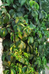 climbing plants on the wall background