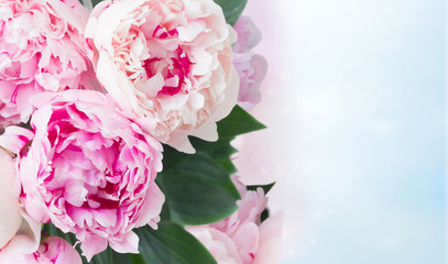 Fresh peony flowers with leaves over blue bokeh background banner