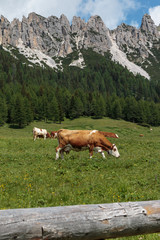 Fototapeta na wymiar Brown and White Cows Pasturing in Grazing Lands: Italian Dolomites Alps Scenery