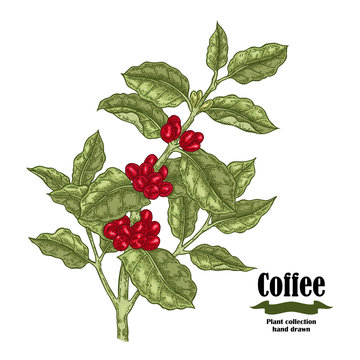 Hand drawn coffee plant with berries and leaves. Vector illustration in sketch sryle.