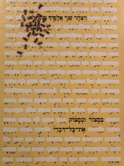 Artwork: Parchment with White Strokes, Words and Bees