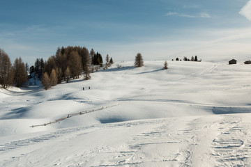 Mountain Ski Slope Landscape in Sunny Day: White Snow and Fir