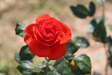 Soft red rose bloom