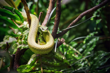 Baron's green racer (Philodryas baroni) on a tree