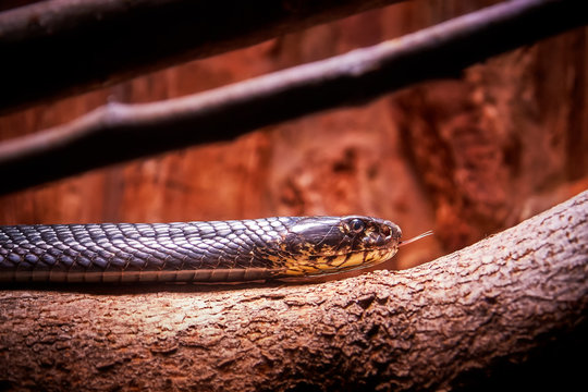 Forest cobra (Naja melanoleuca), also known as the black cobra and the black and white-lipped cobra. Copy space