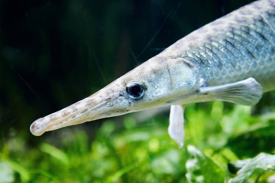 Gar (fish) also known as garpike swimming underwater. Copy space