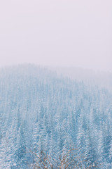 Fototapeta na wymiar Snow covered forest trees. Fir tree. Winter mountains