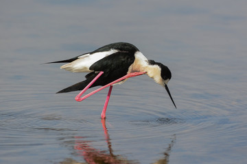 cavaliere d'Italia,ritratto,toelettatura nello stagno,sfondo chiaro,Himanthopus himantopus