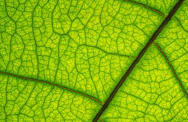 background of green leaf texture
