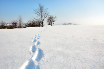 Winter landscape with snow
