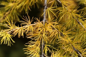 Yellow larch needles (Larix decidua)